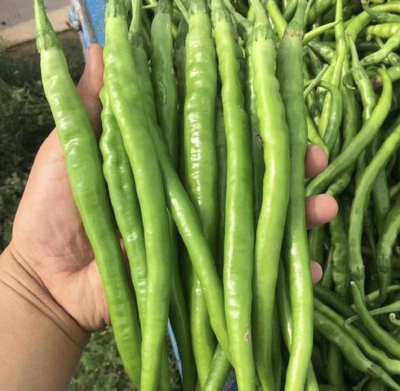 夏邑精品线椒鲜辣椒产地直供货源充足对接全国电商