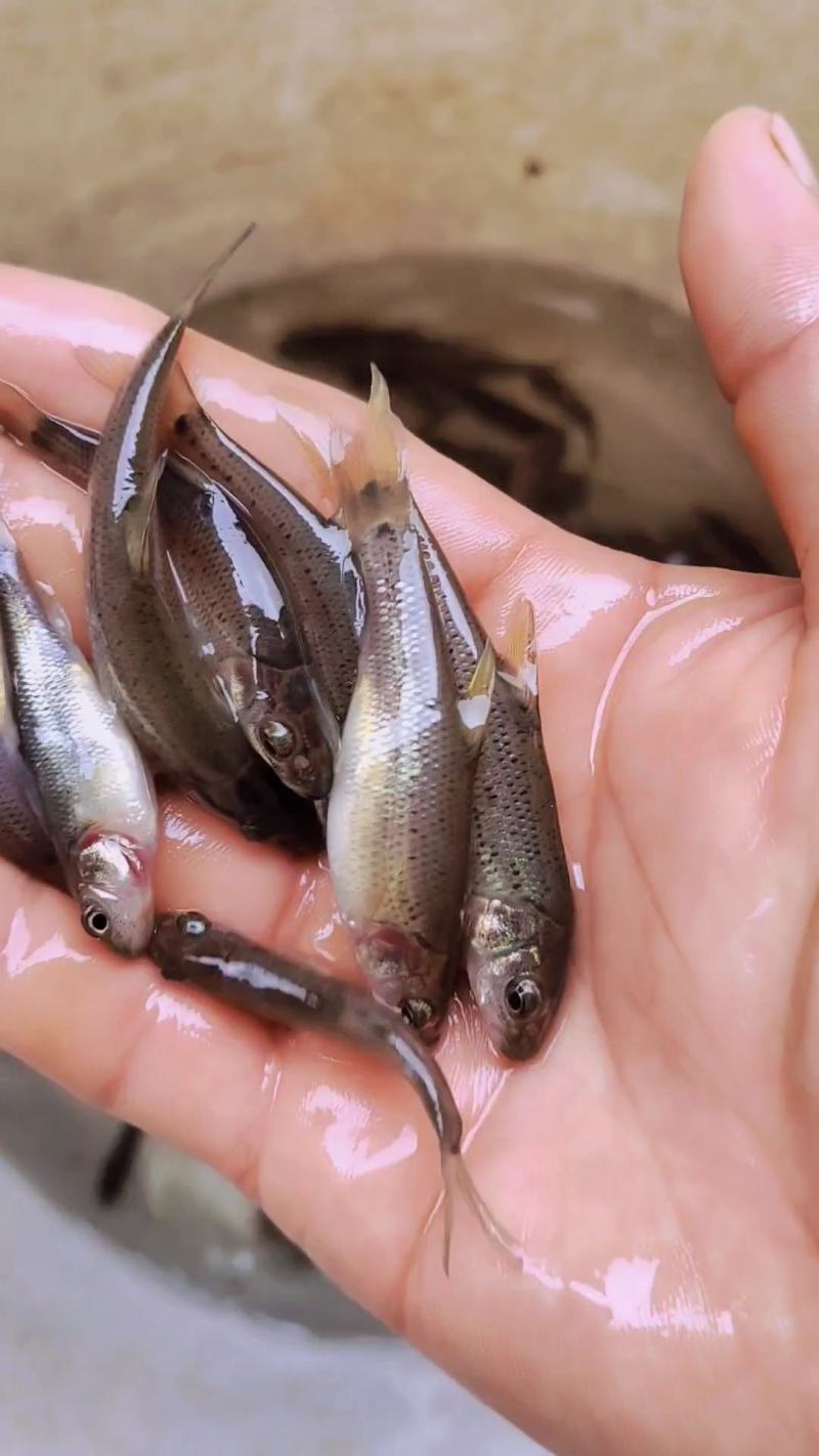 金沙鲈鲤鱼苗，又叫大花鱼、豹纹花鱼，属于凶猛的肉食性鱼，