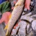 金沙鲈鲤鱼苗，又叫大花鱼、豹纹花鱼，属于凶猛的肉食性鱼，