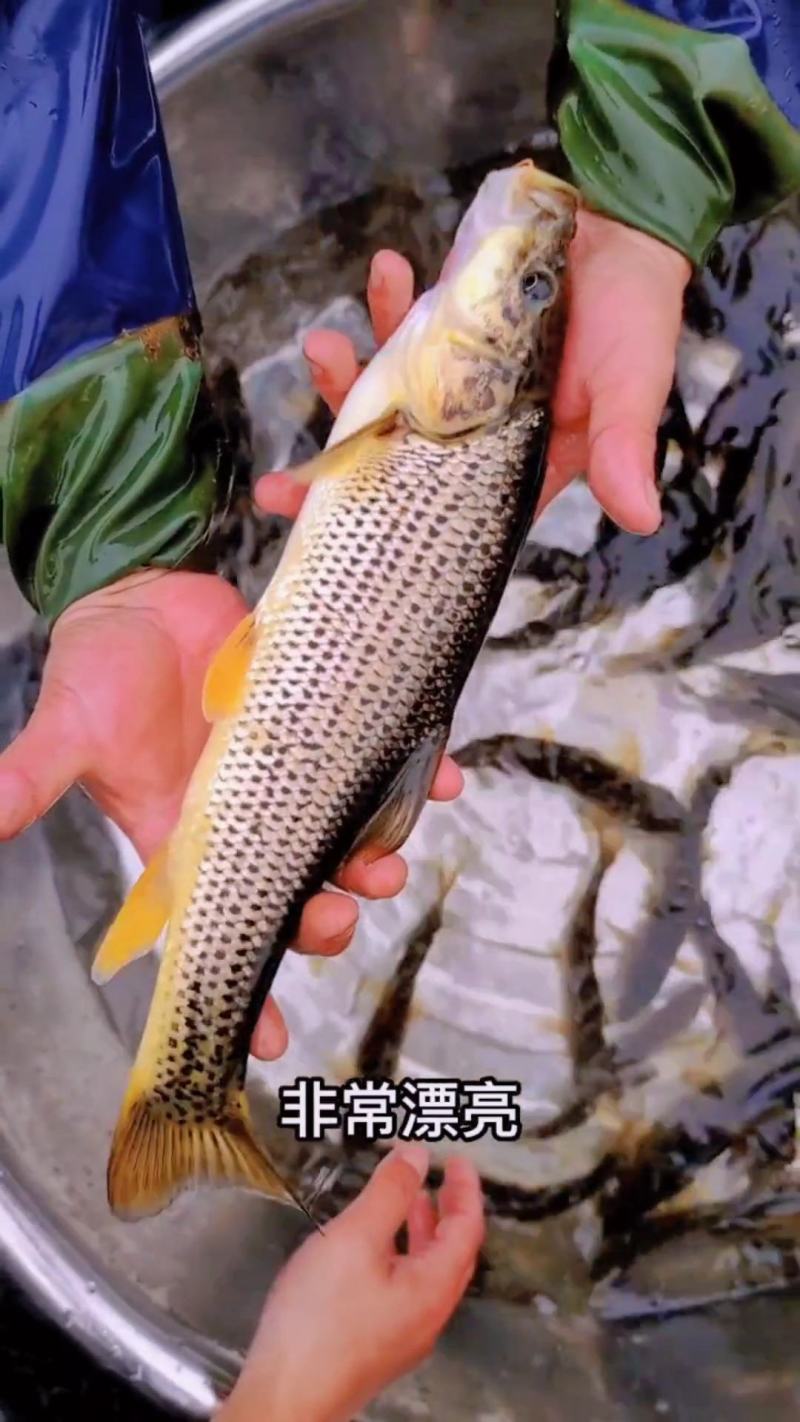 金沙鲈鲤鱼苗，又叫大花鱼、豹纹花鱼，属于凶猛的肉食性鱼，