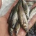 金沙鲈鲤鱼苗，又叫大花鱼、豹纹花鱼，属于凶猛的肉食性鱼，
