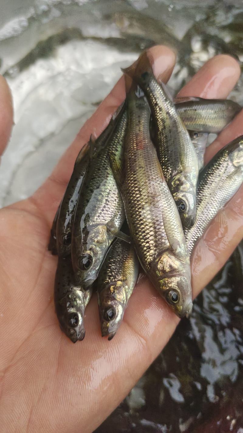金沙鲈鲤鱼苗，又叫大花鱼、豹纹花鱼，属于凶猛的肉食性鱼，