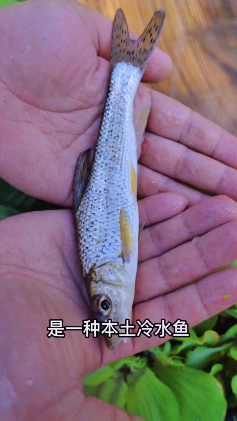 金沙鲈鲤鱼苗，又叫大花鱼、豹纹花鱼，属于凶猛的肉食性鱼，