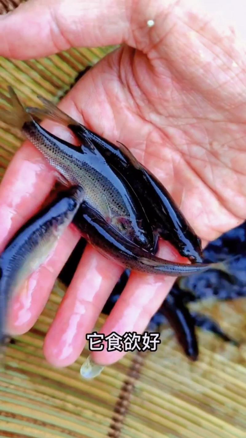 金沙鲈鲤鱼苗，又叫大花鱼、豹纹花鱼，属于凶猛的肉食性鱼，