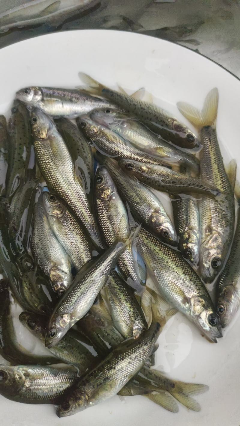 金沙鲈鲤鱼苗，又叫大花鱼、豹纹花鱼，属于凶猛的肉食性鱼，