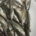 金沙鲈鲤鱼苗，又叫大花鱼、豹纹花鱼，属于凶猛的肉食性鱼，