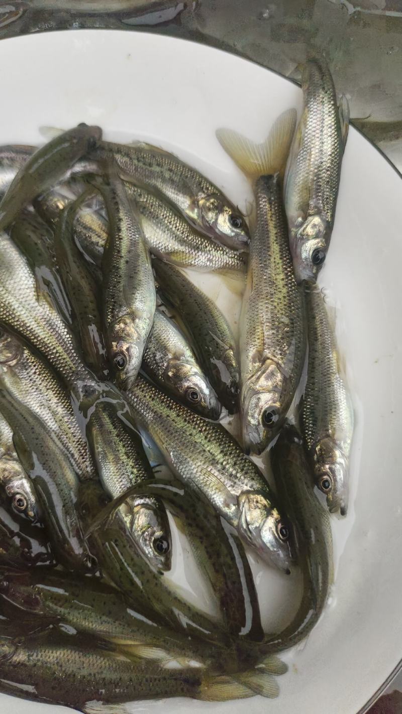 金沙鲈鲤鱼苗，又叫大花鱼、豹纹花鱼，属于凶猛的肉食性鱼，