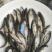 金沙鲈鲤鱼苗，又叫大花鱼、豹纹花鱼，属于凶猛的肉食性鱼，