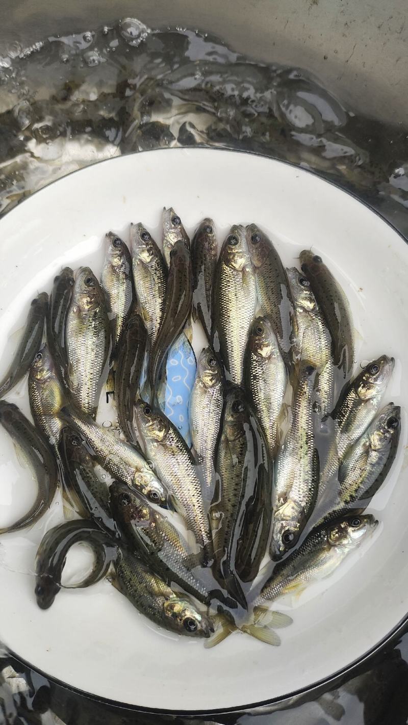 金沙鲈鲤鱼苗，又叫大花鱼、豹纹花鱼，属于凶猛的肉食性鱼，