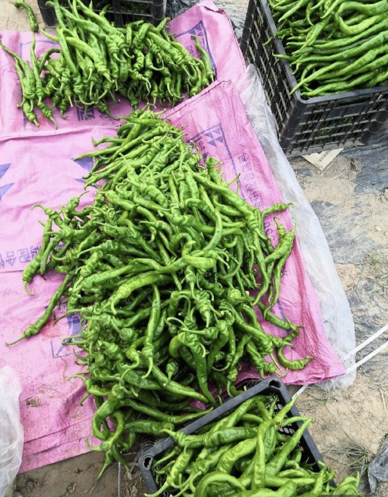 夏邑精品螺丝椒鲜辣椒货源充足价格实惠可供全国商超