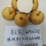 黄金蜜梨苗该梨皮薄肉白细嫩多汁脆甜浓香挂果树采枝育苗