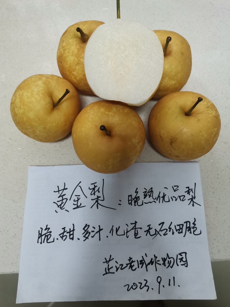 黄金蜜梨苗该梨皮薄肉白细嫩多汁脆甜浓香挂果树采枝育苗