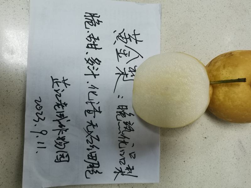 黄金蜜梨苗该梨皮薄肉白细嫩多汁脆甜浓香挂果树采枝育苗