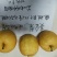 黄金蜜梨苗该梨皮薄肉白细嫩多汁脆甜浓香挂果树采枝育苗