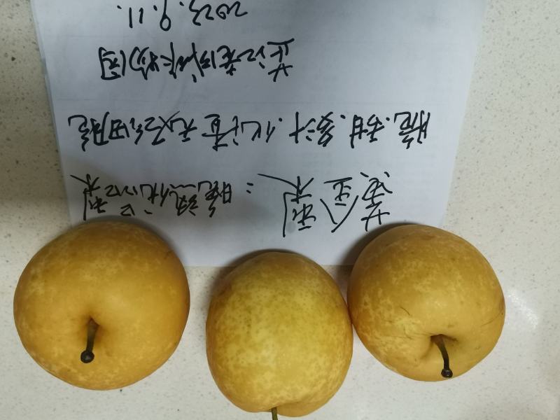 黄金蜜梨苗该梨皮薄肉白细嫩多汁脆甜浓香挂果树采枝育苗