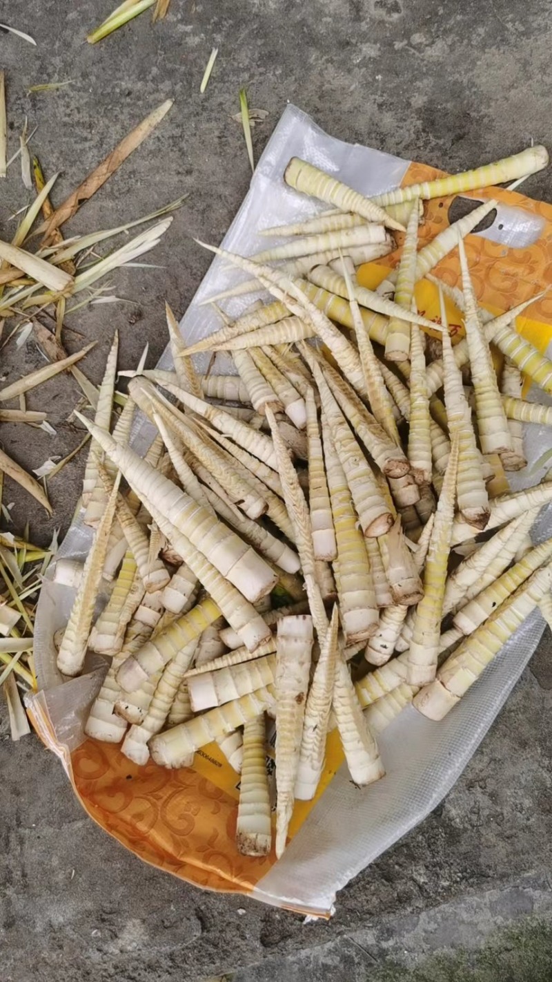 竹笋大量上市