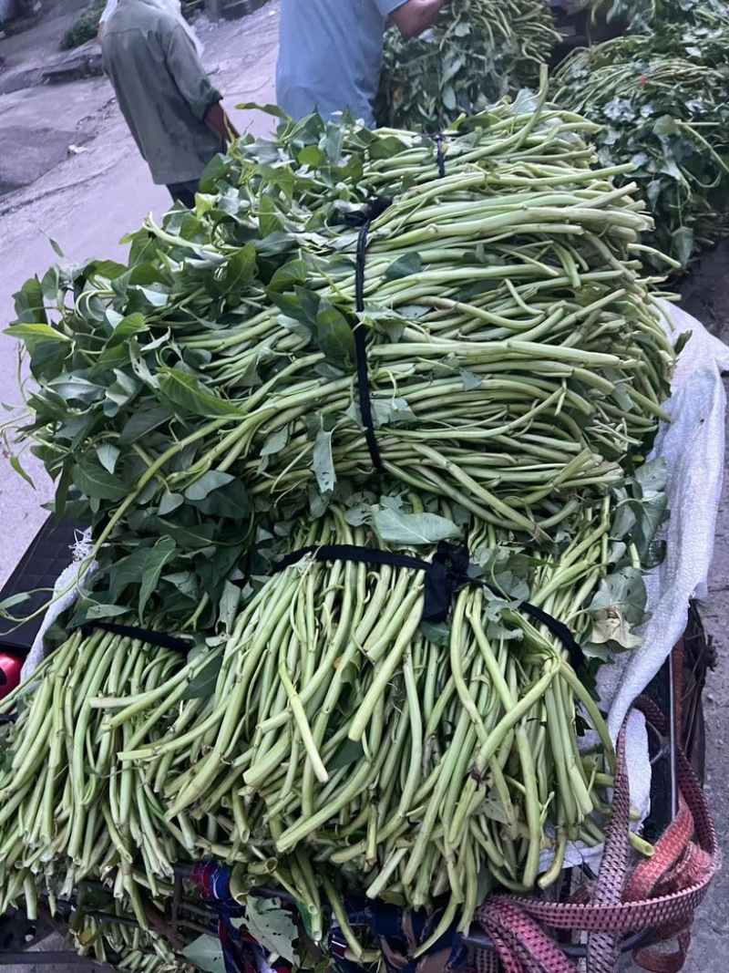 玉林博白空心菜坡地可旱改水有意者v我价格好商量