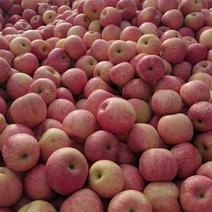 栖霞红富士苹果大量上市，有需要的老板可以了