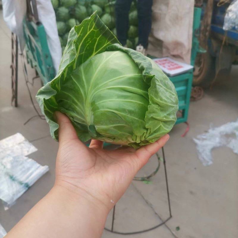 精品甘蓝菜