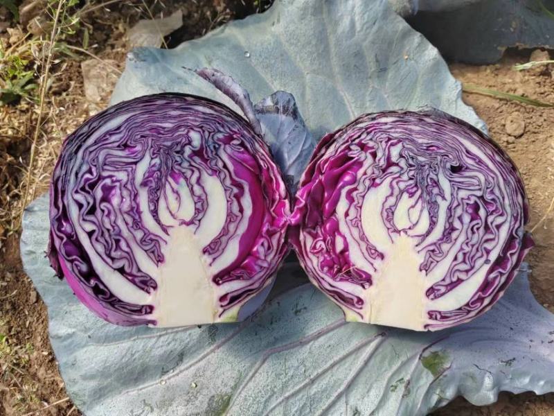精品甘蓝菜