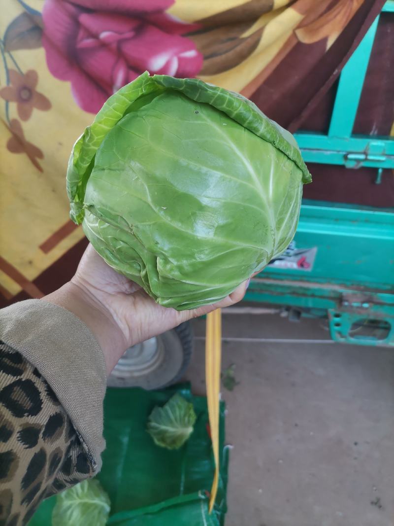 精品甘蓝菜