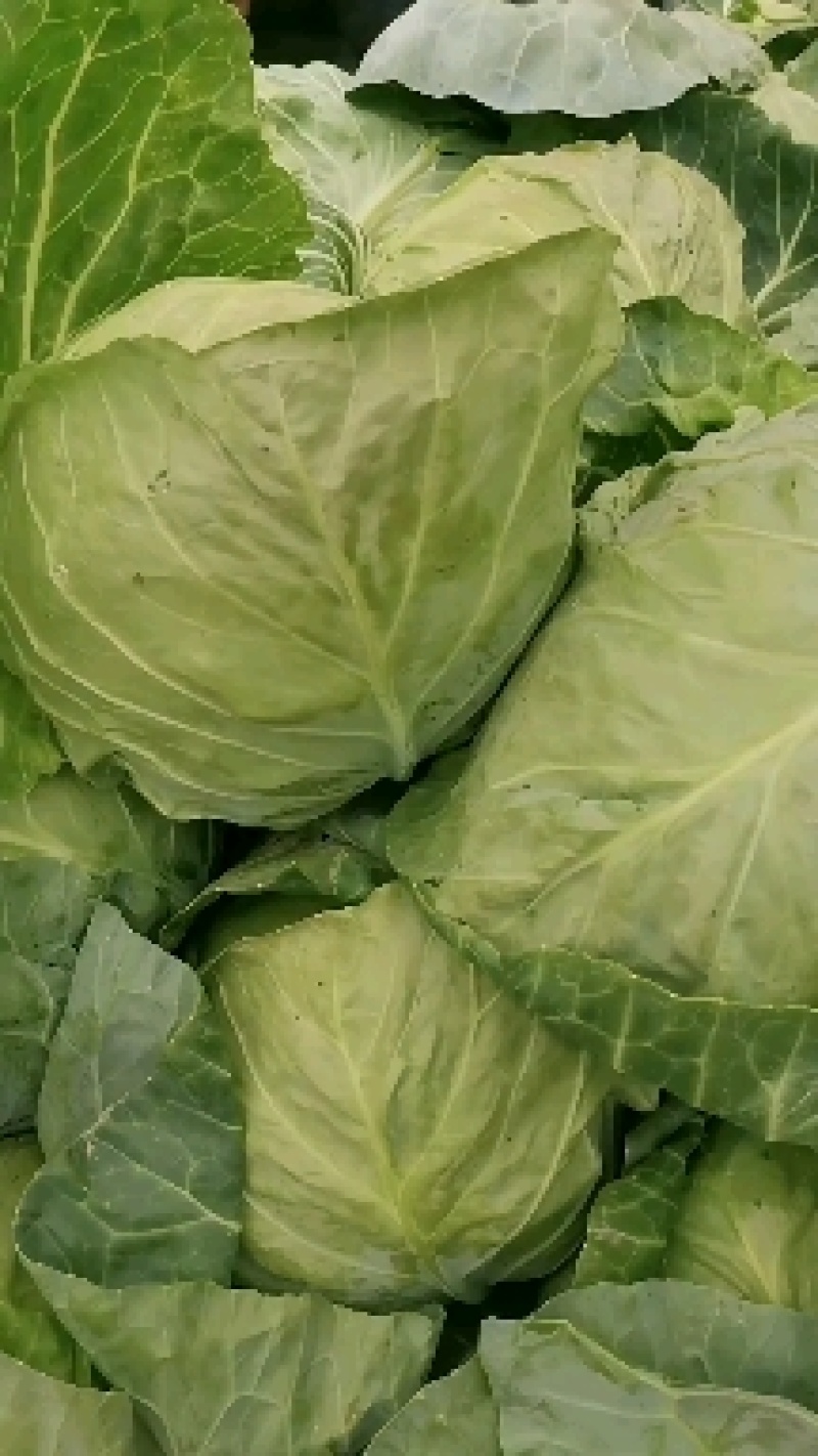 精品甘蓝菜
