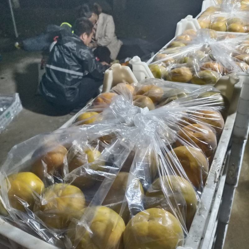 甜柿4~5两以上阳丰甜柿