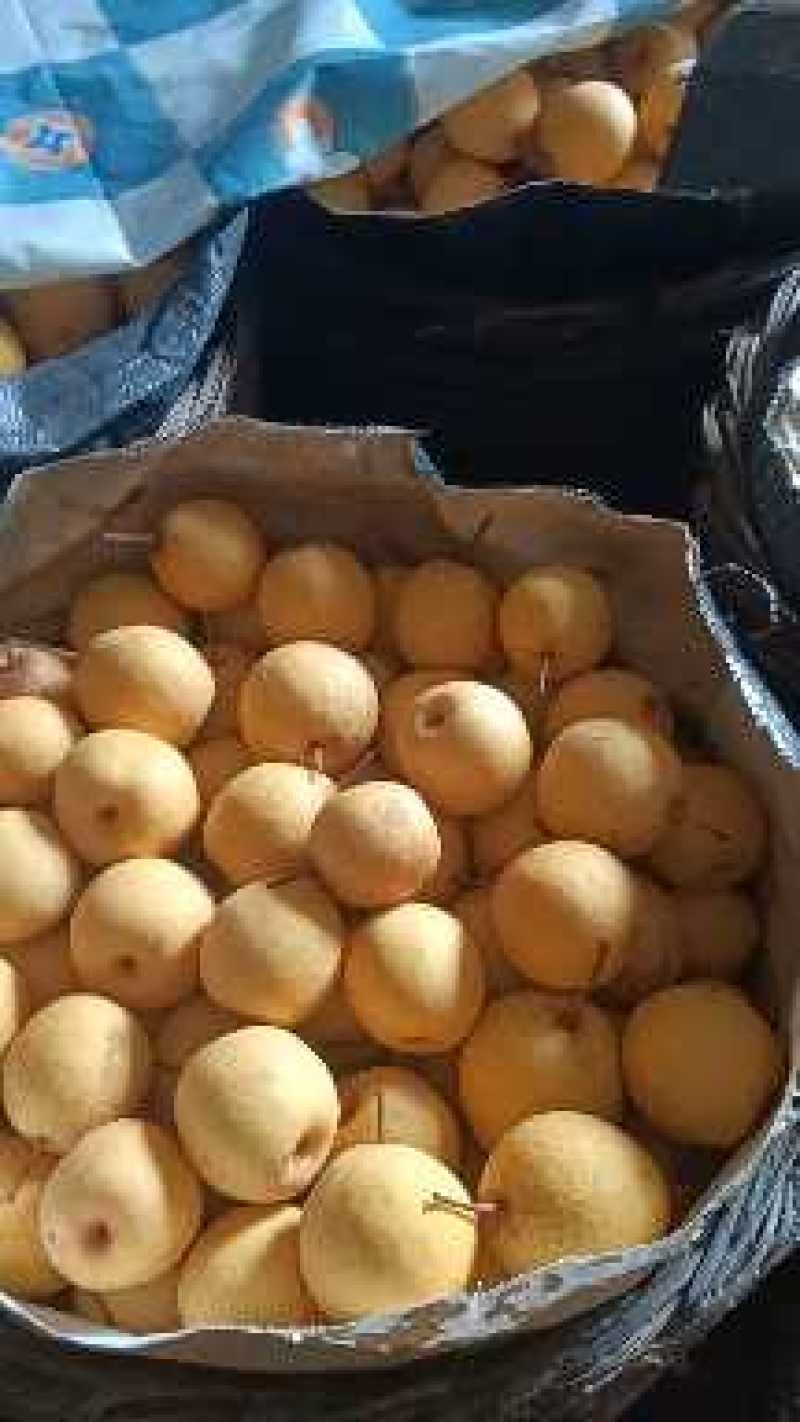 绥中白梨大量上市了，绥中特产大白梨口感好甜脆皮薄肉甜