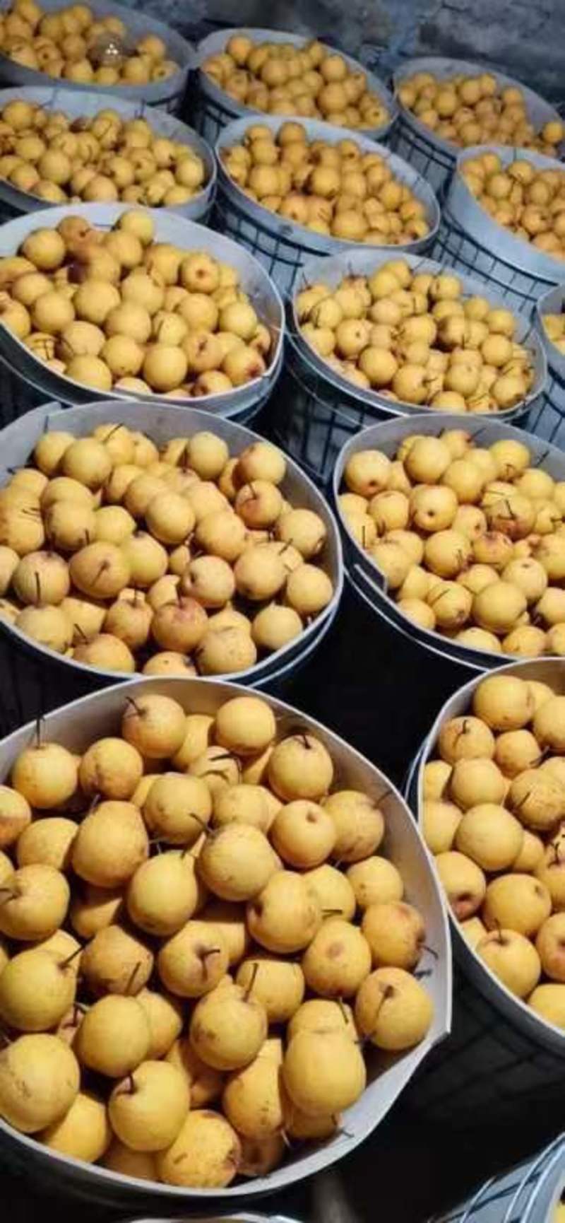 绥中白梨大量上市了，绥中特产白梨。