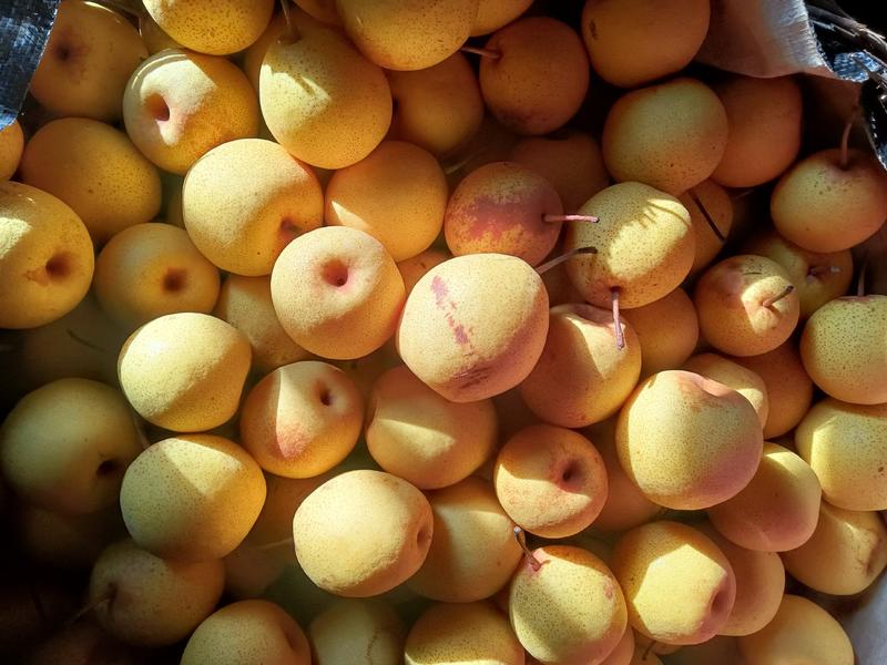 绥中白梨大量上市了，绥中特产白梨。