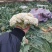 大量供应精品松花菜