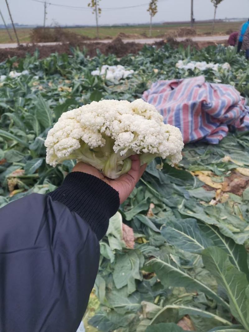 大量供应精品松花菜