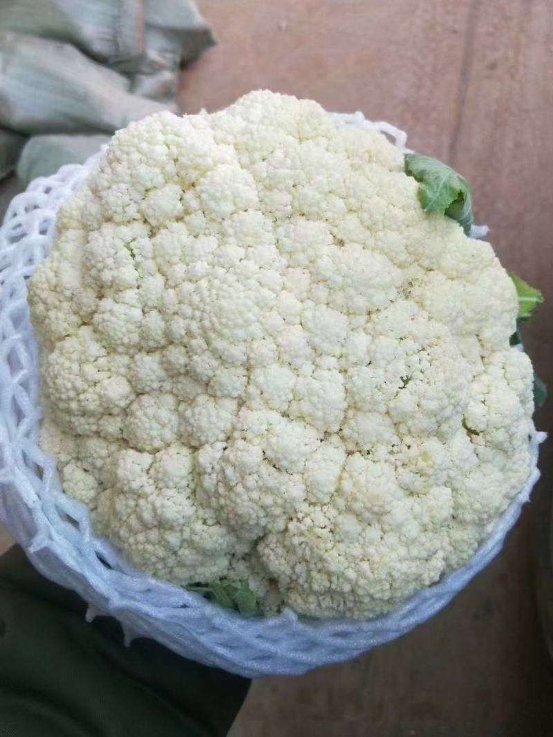 大量供应精品松花菜