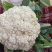 大量供应精品松花菜