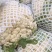 大量供应精品松花菜