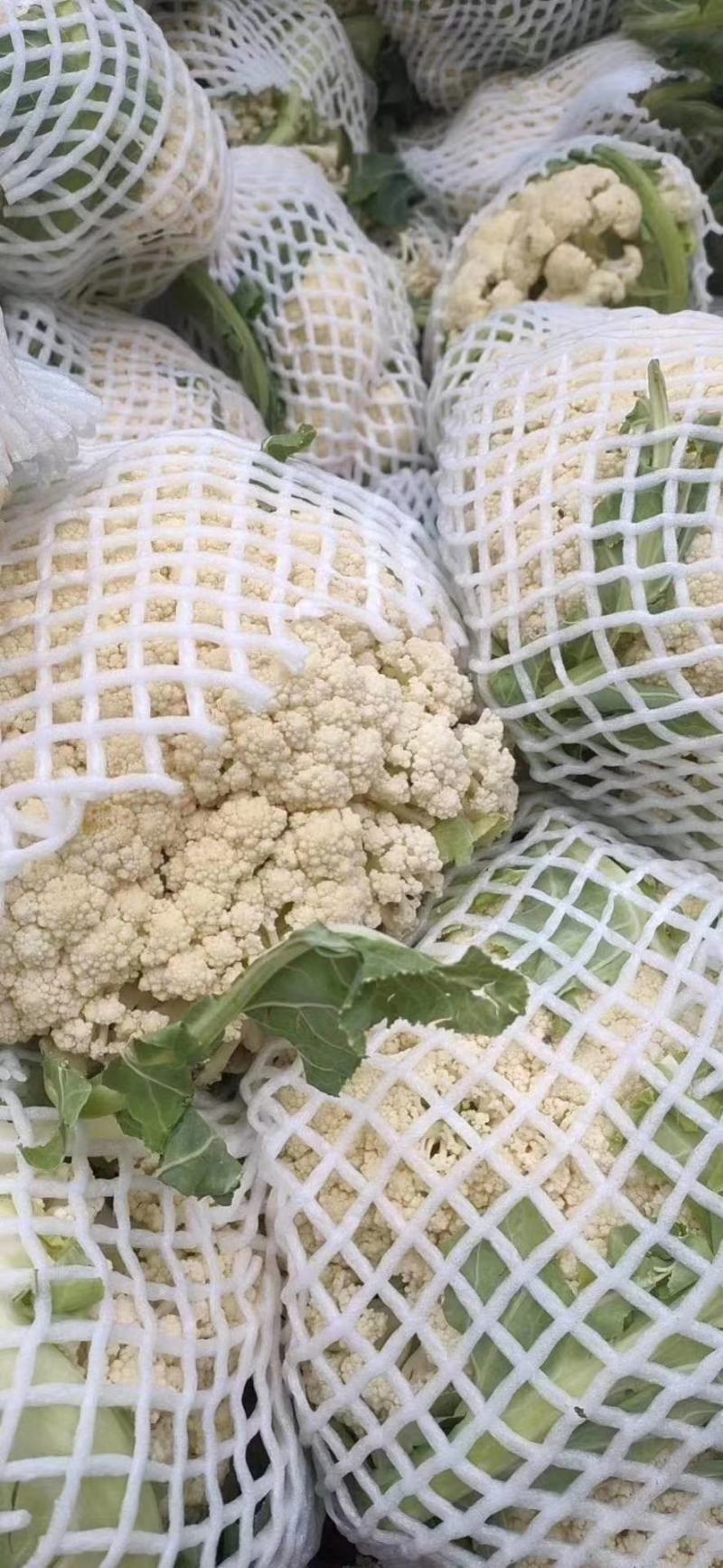 大量供应精品松花菜