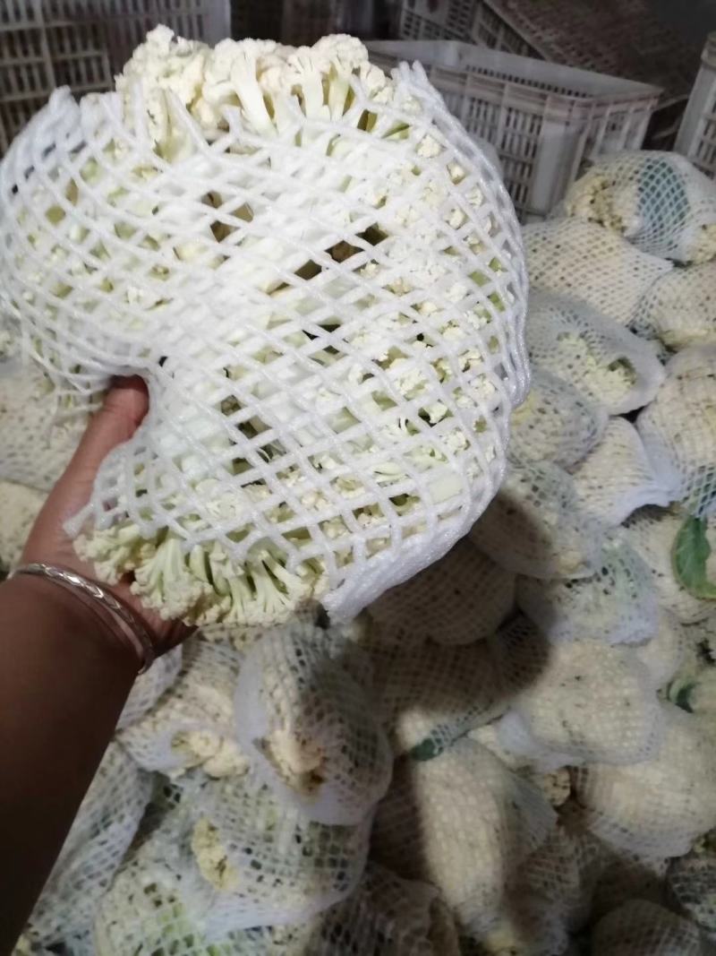 大量供应精品松花菜
