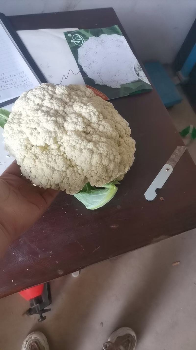 大量供应精品松花菜