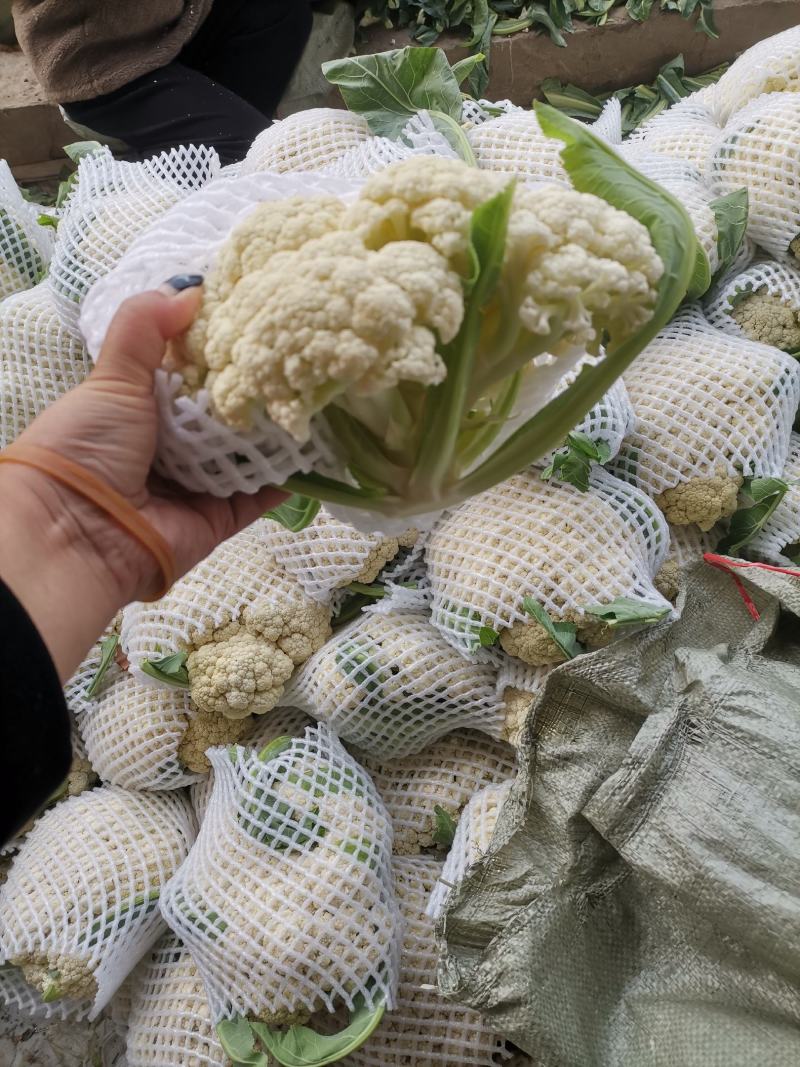 大量供应精品松花菜