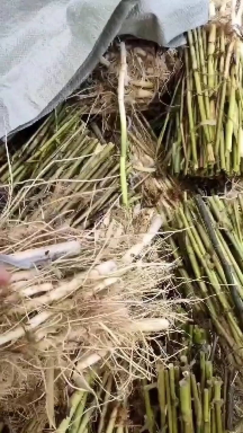 芦苇