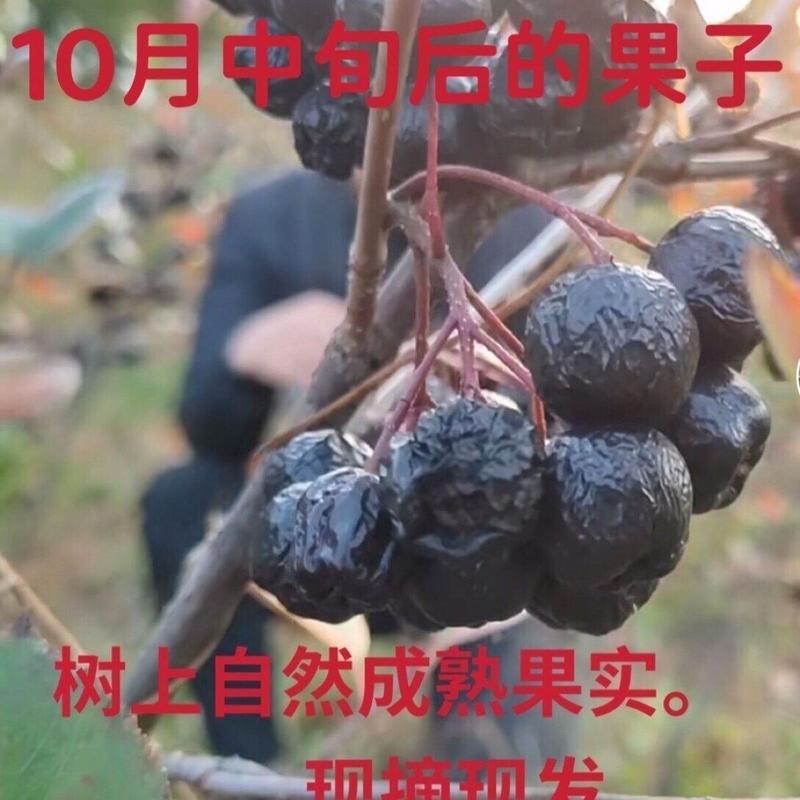 土特产黑果花楸5斤果樱莓酵素果泡酒煮水红果参