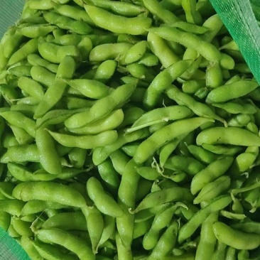 毛豆