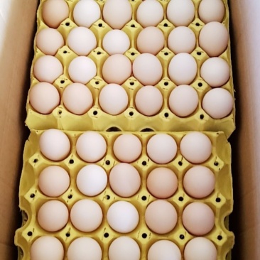 精品小粉壳蛋