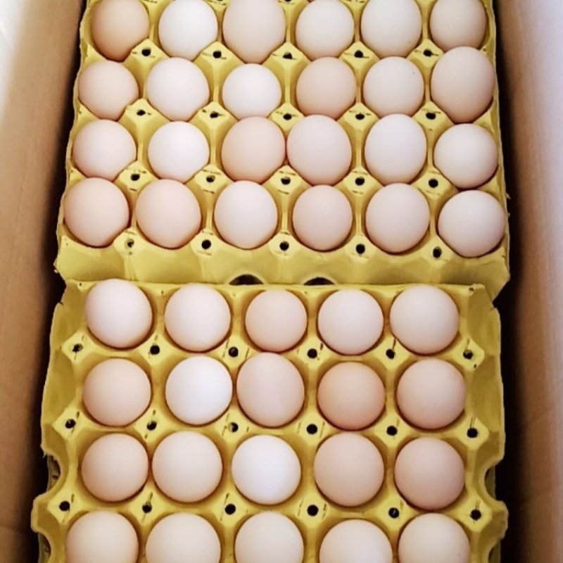 精品小粉壳蛋