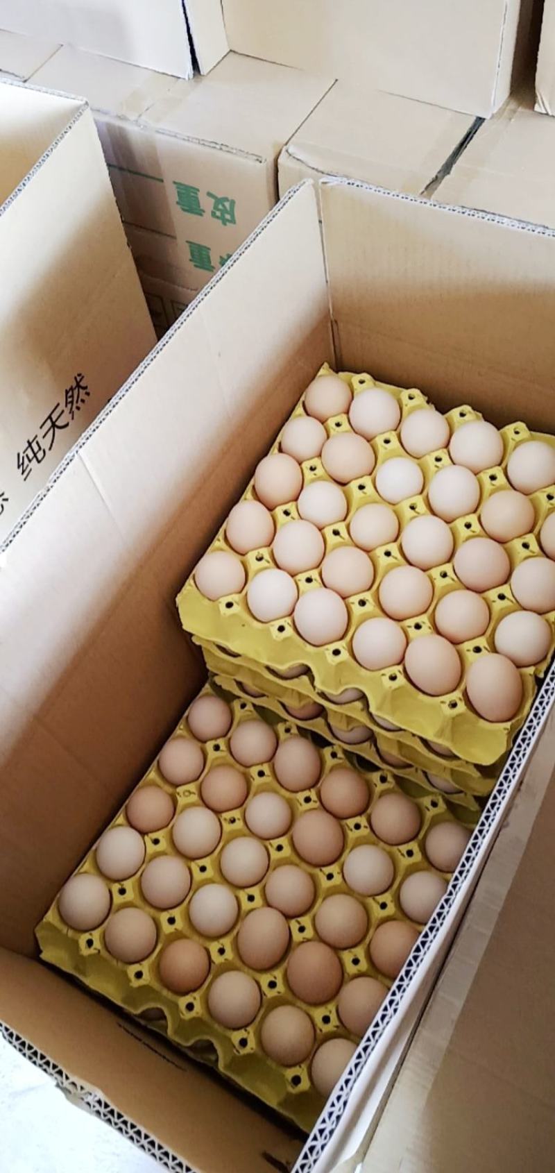 精品小粉壳蛋