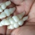 甘肃靖远精品螺丝菜