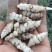 甘肃靖远精品螺丝菜