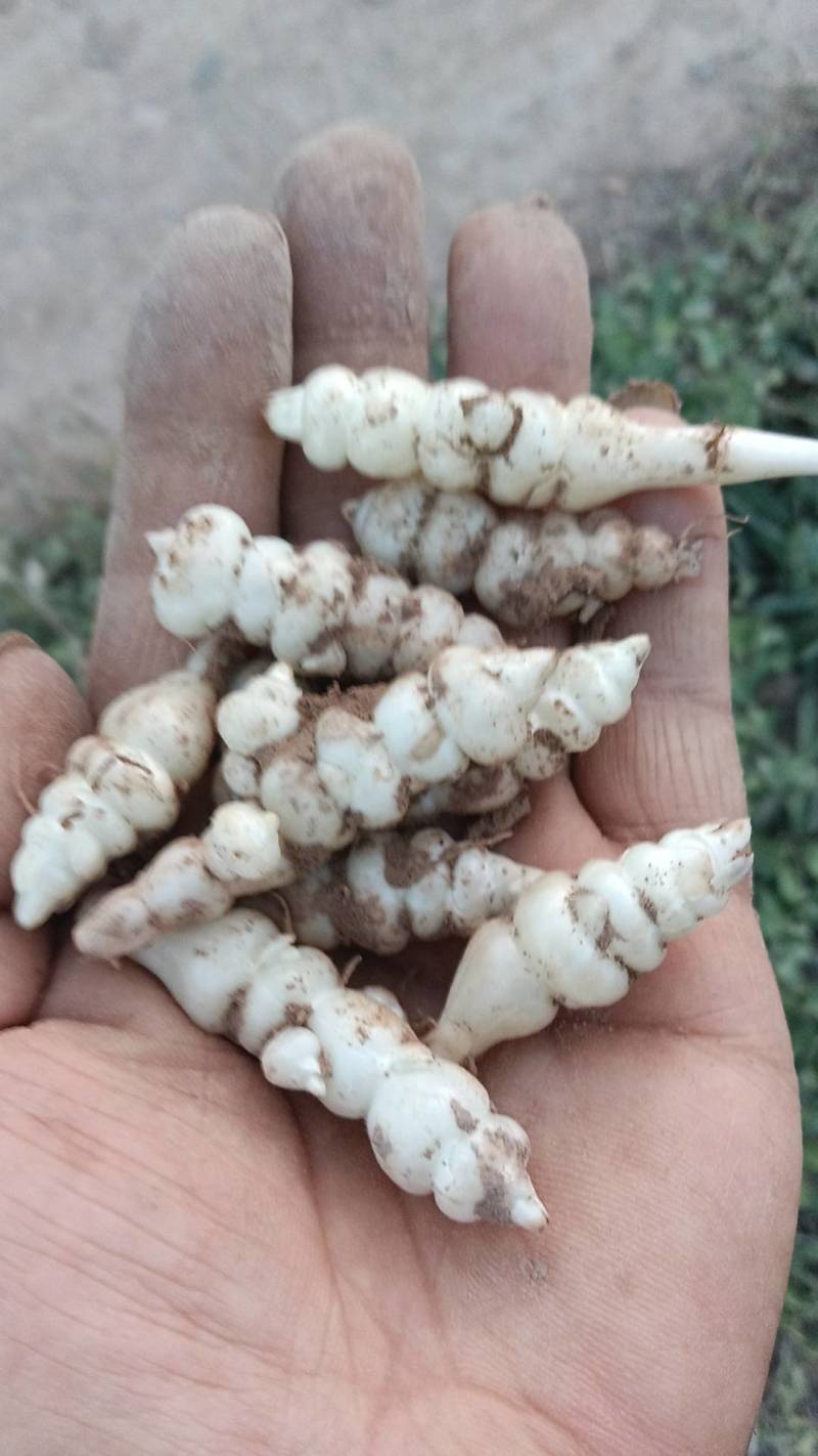 甘肃靖远精品螺丝菜