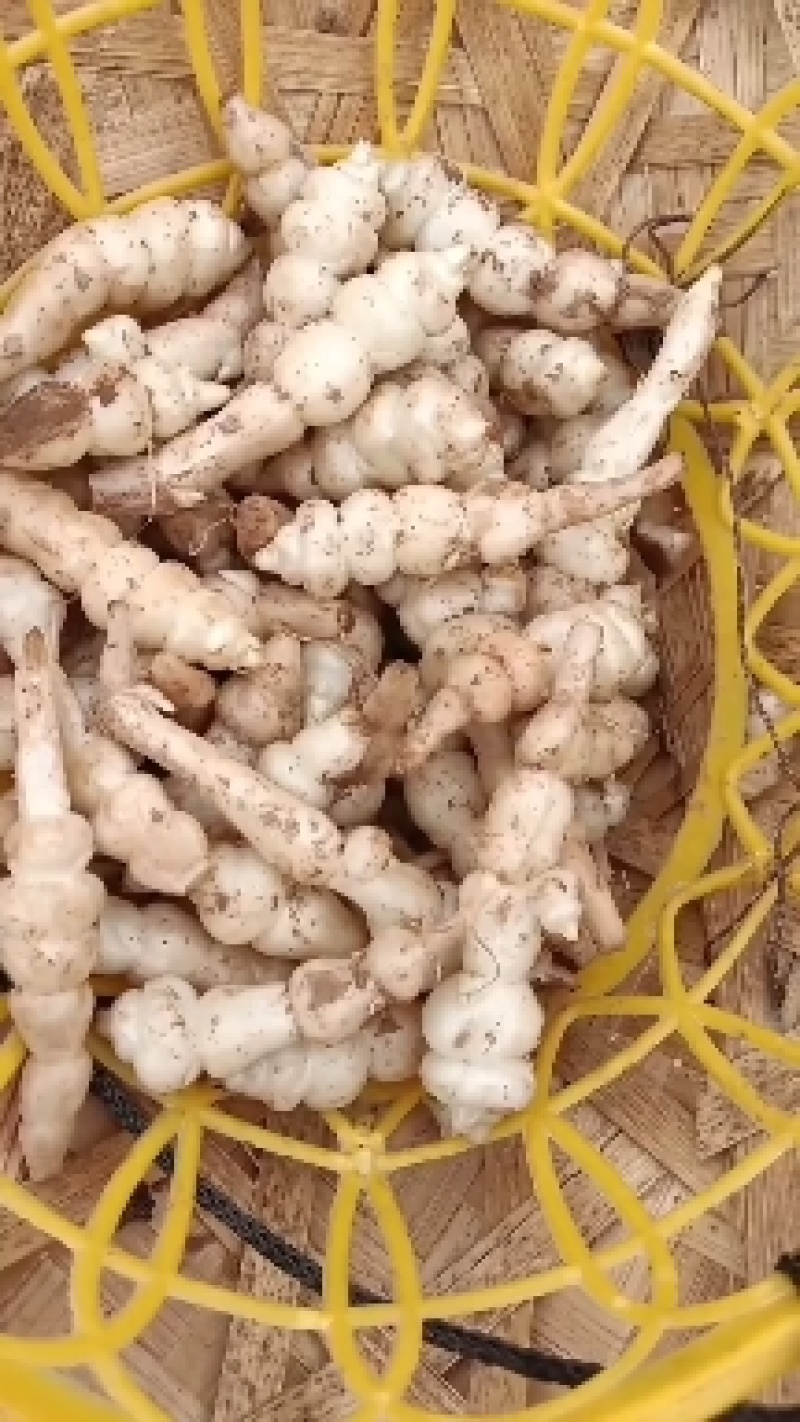 甘肃靖远精品螺丝菜