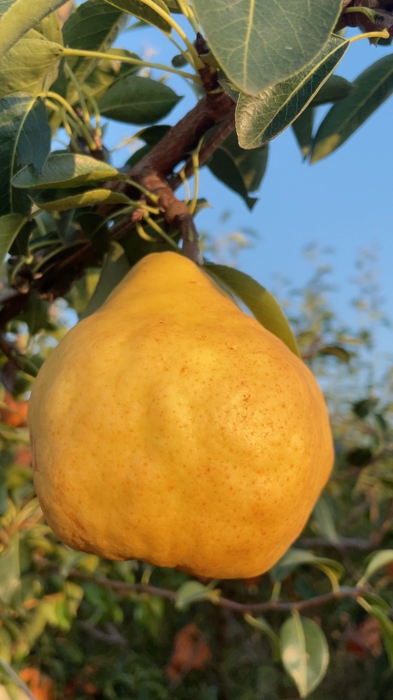 丑梨